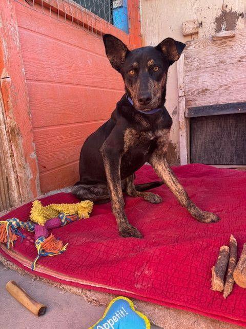 Enlarge Vito, a Adopted mixed breed in Williamsburg, NM image 2/3