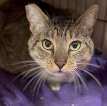 Junior, Adoptable, Young Male Domestic Short Hair & Domestic Short Hair.