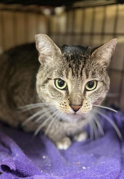 Enlarge Junior, a Adoptable mixed breed in San Diego, CA image 3/3