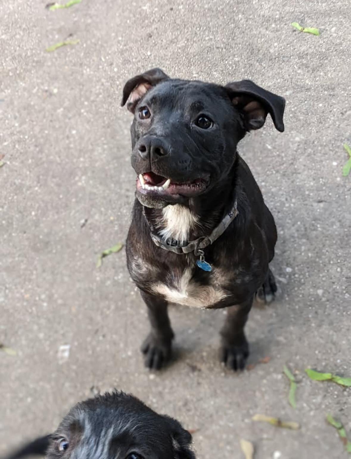 Birdie, Young Female Black Labrador Retriever