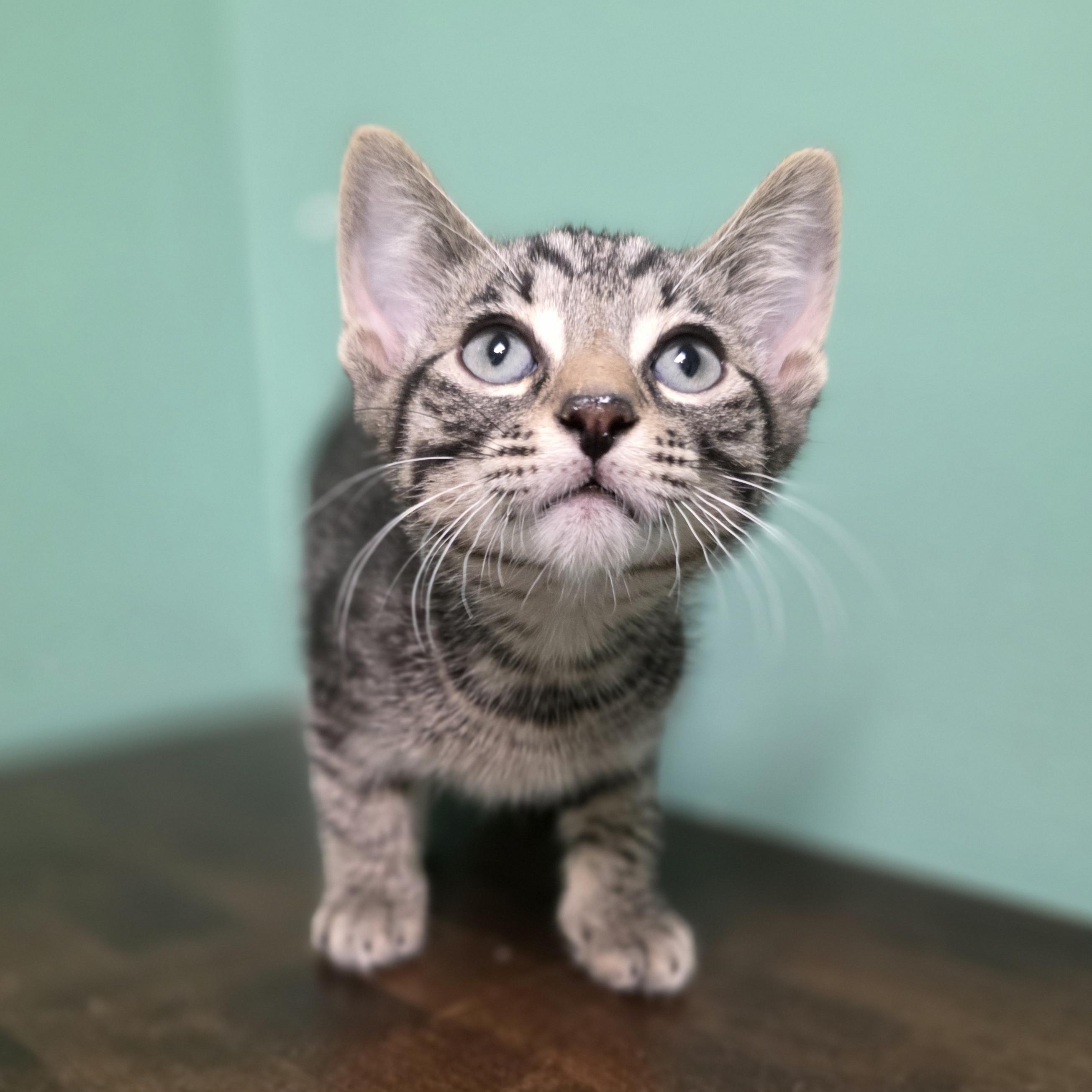 Marvin, a Adoptable Domestic Short Hair in Macomb Twp, MI image 1/5