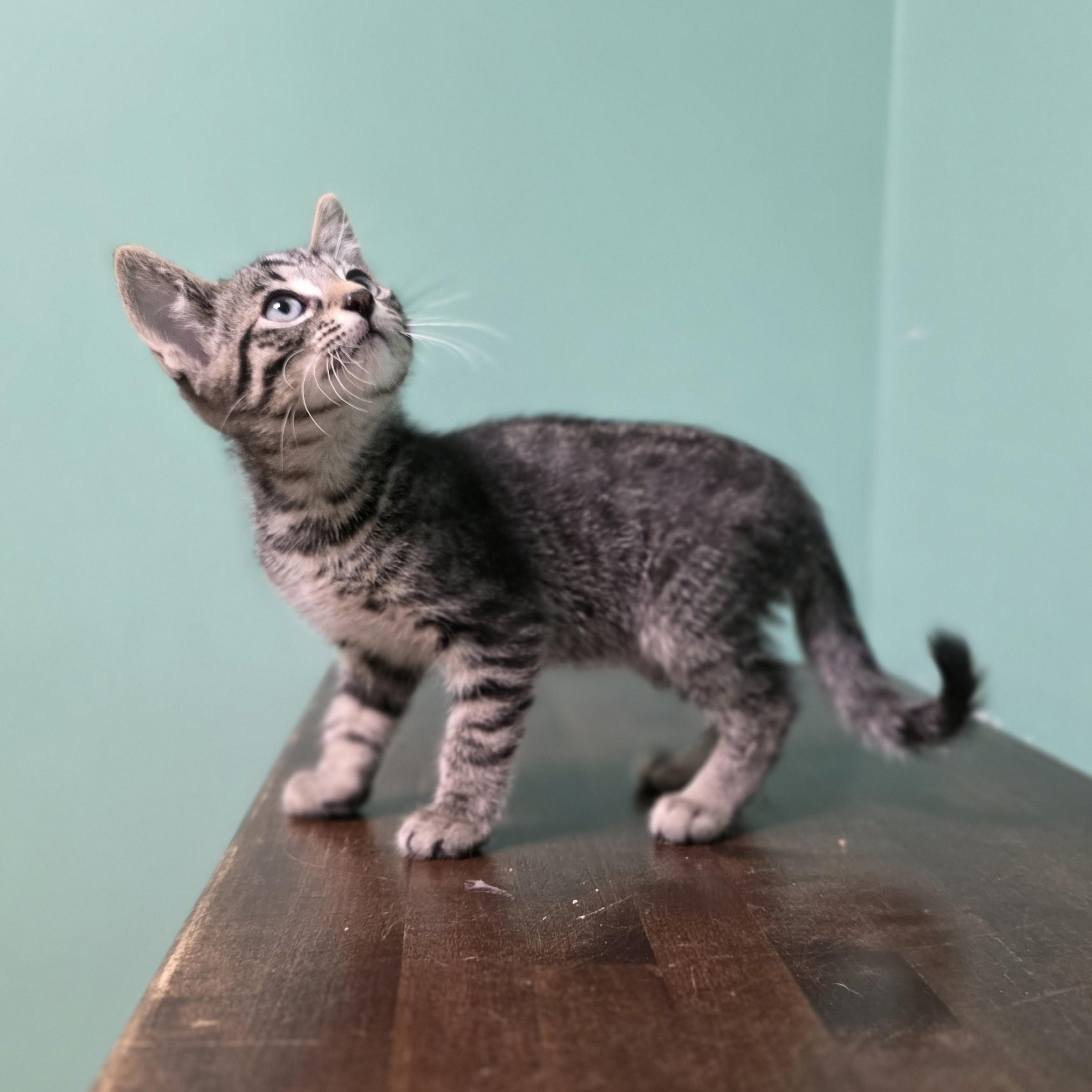 Marvin, a Adoptable Domestic Short Hair in Macomb Twp, MI image 2/5