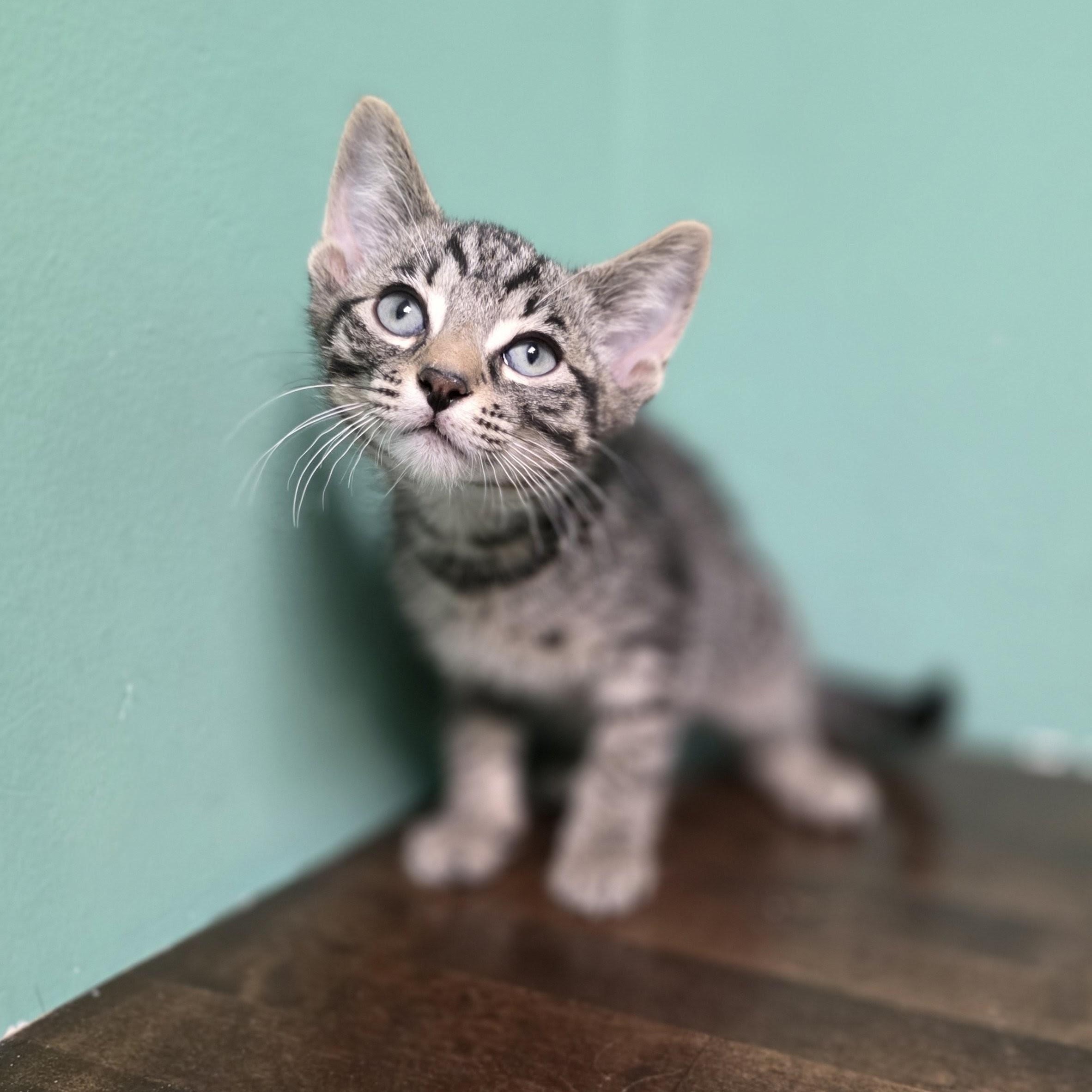 Marvin, a Adoptable Domestic Short Hair in Macomb Twp, MI image 3/5