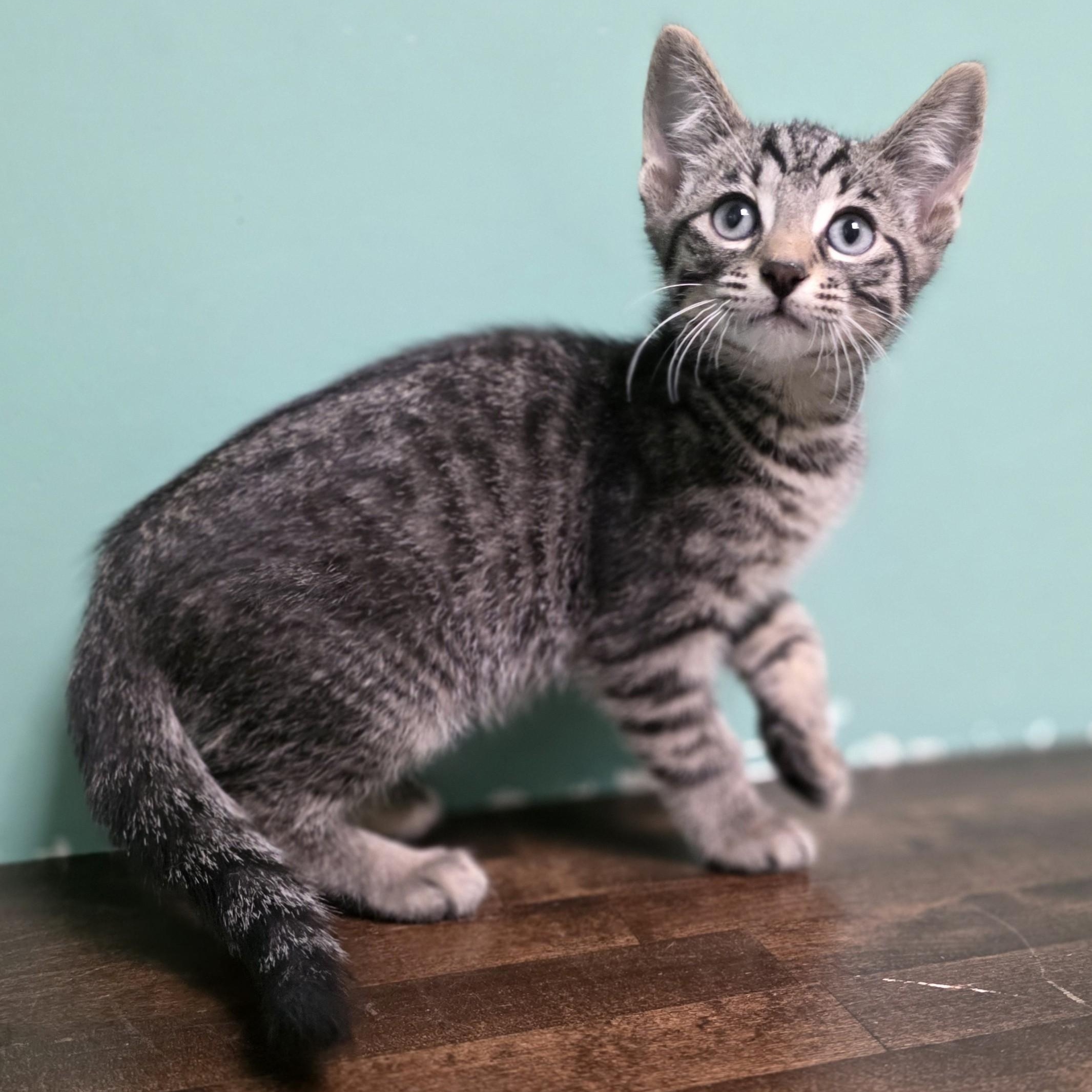 Marvin, a Adoptable Domestic Short Hair in Macomb Twp, MI image 4/5