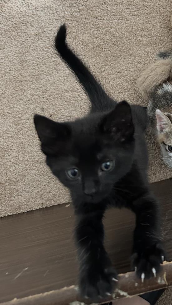 Pashmina, Adoptable, Kitten Male Domestic Short Hair.
