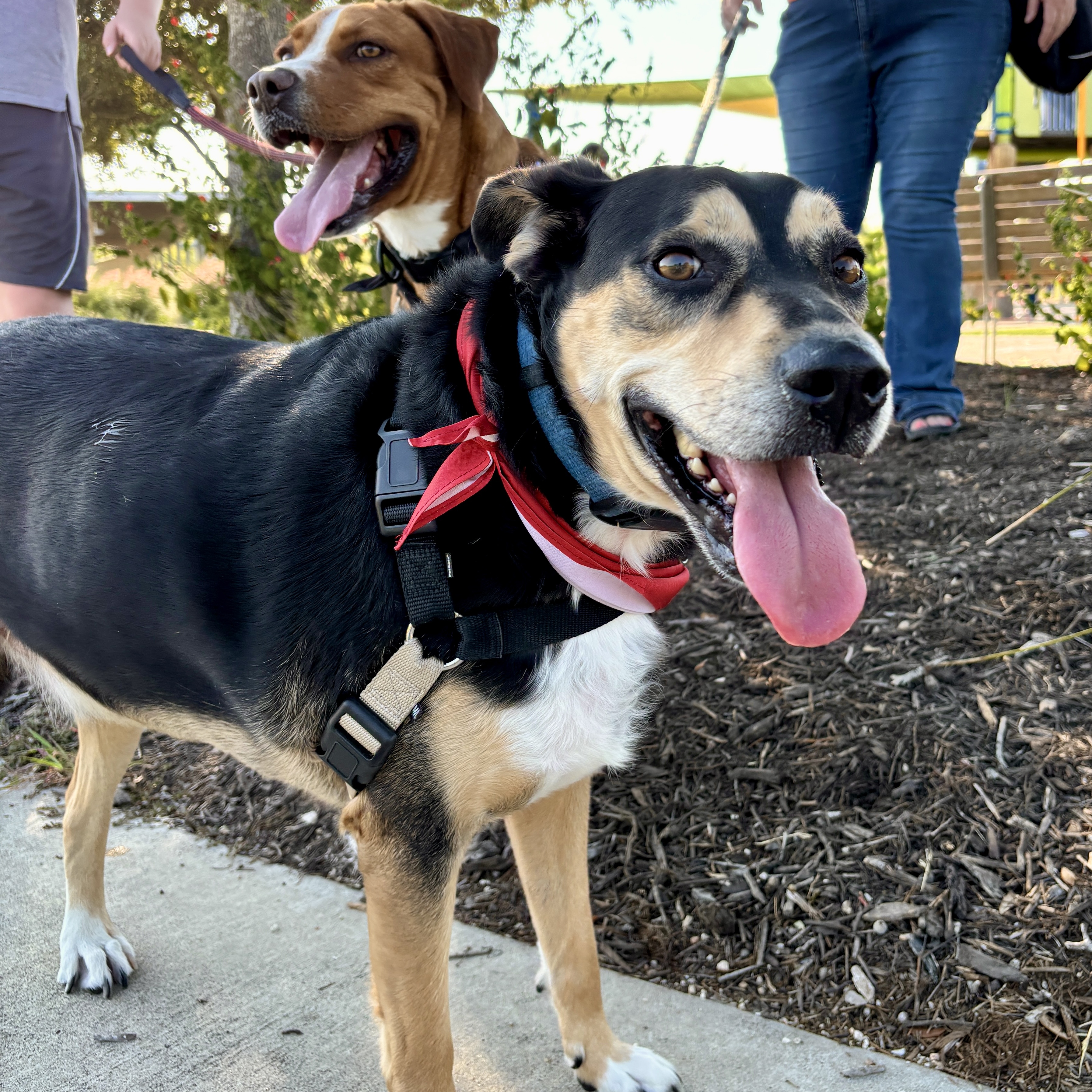 Dog for adoption Buster, a Shepherd Mix in Rock Springs, WY Petfinder