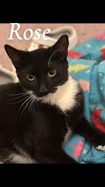 Rose, Adoptable, Young Female Domestic Short Hair.
