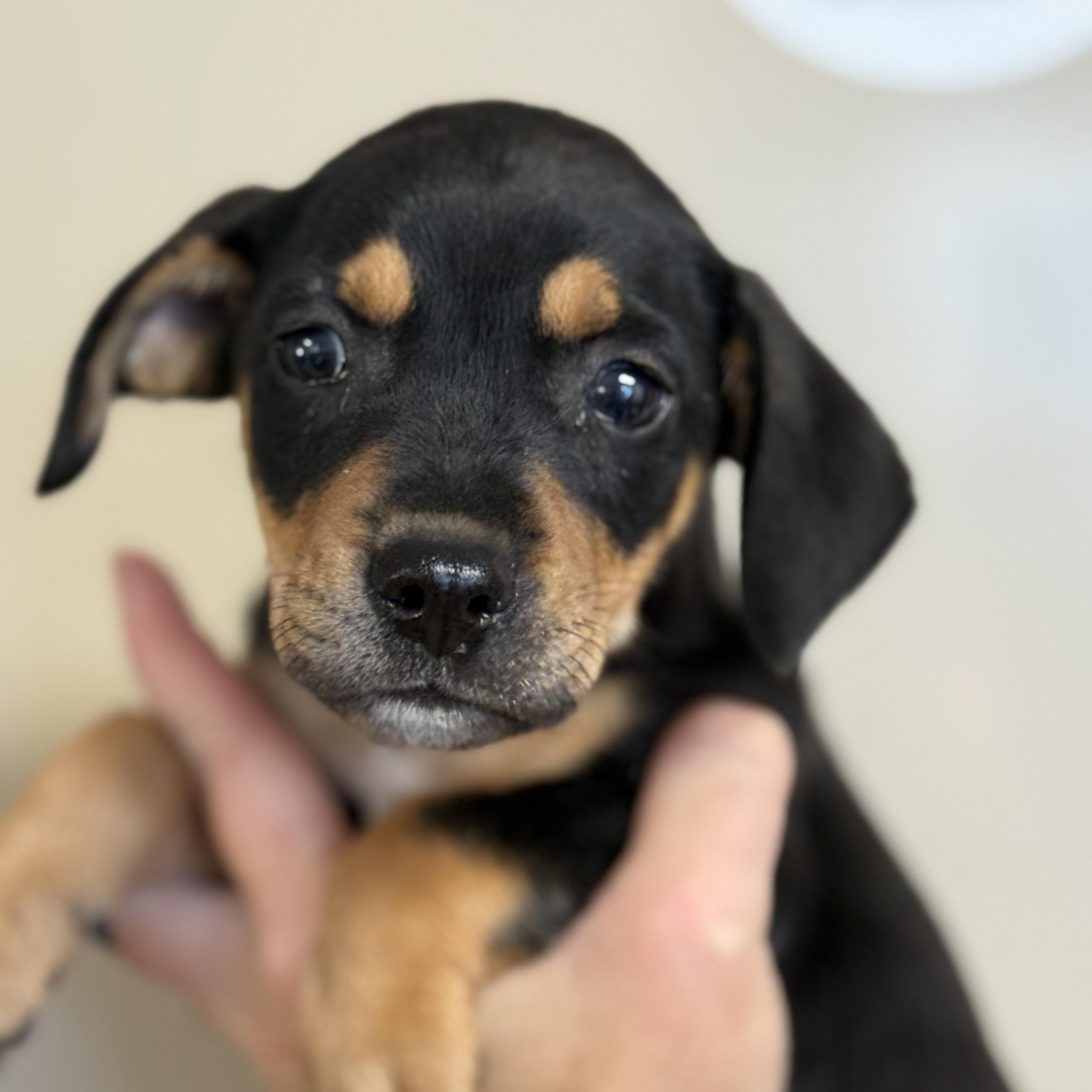 Trick — thumbnail 2