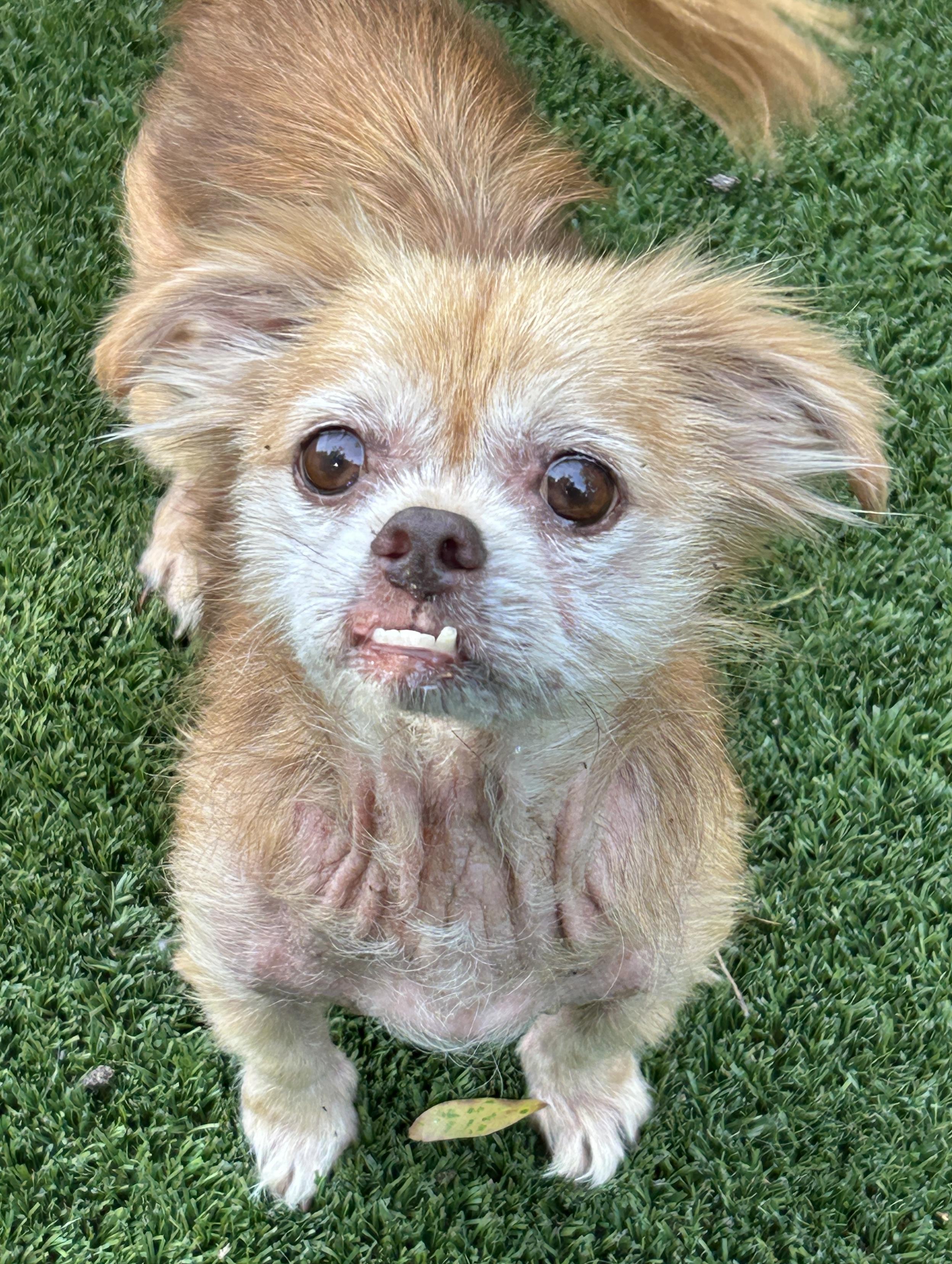 Bailey, ADOPTABLE, Senior Male Fox Terrier & Chihuahua.