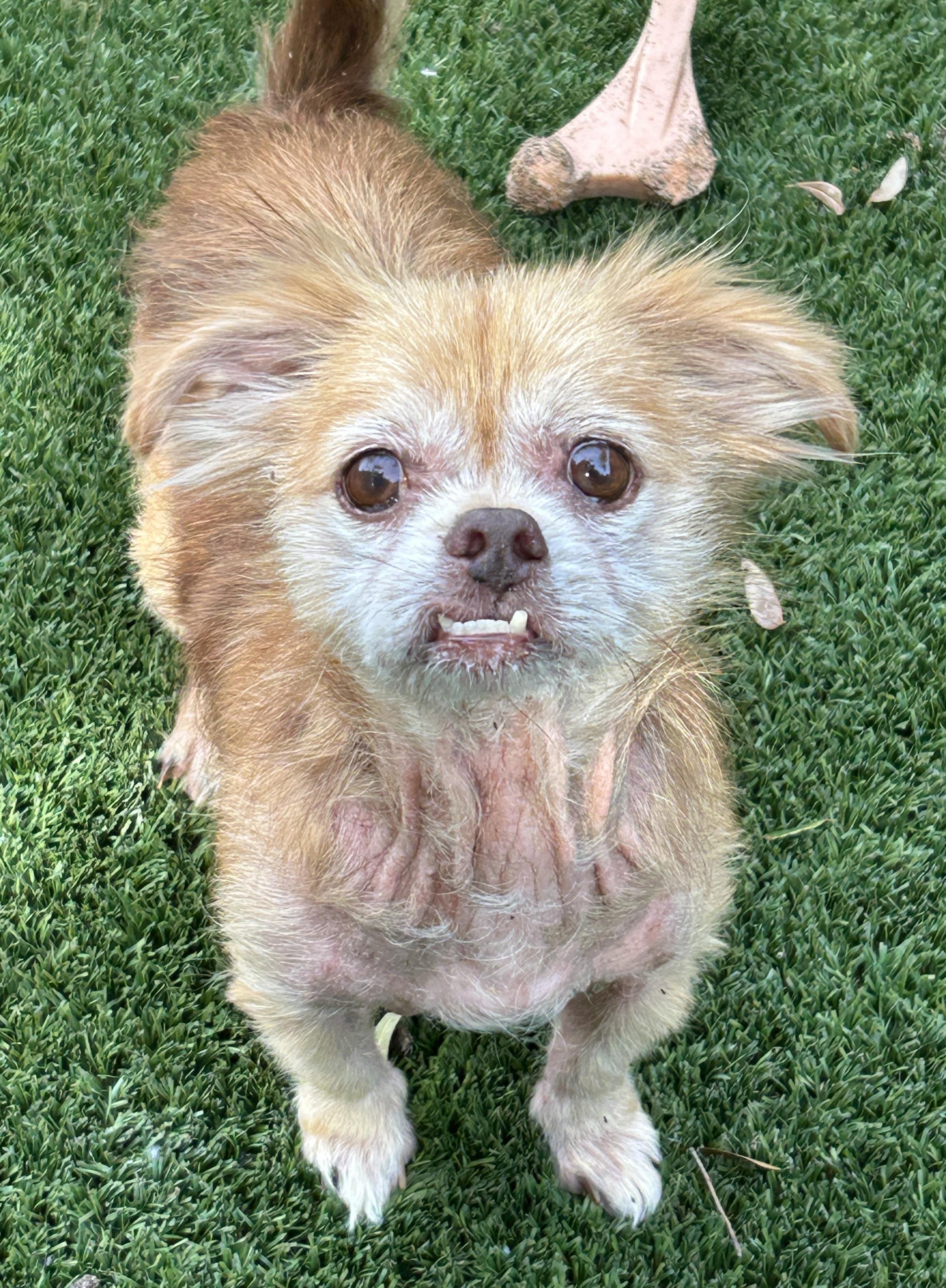 Bailey, a ADOPTABLE mixed breed in Sarasota, FL image 3/3