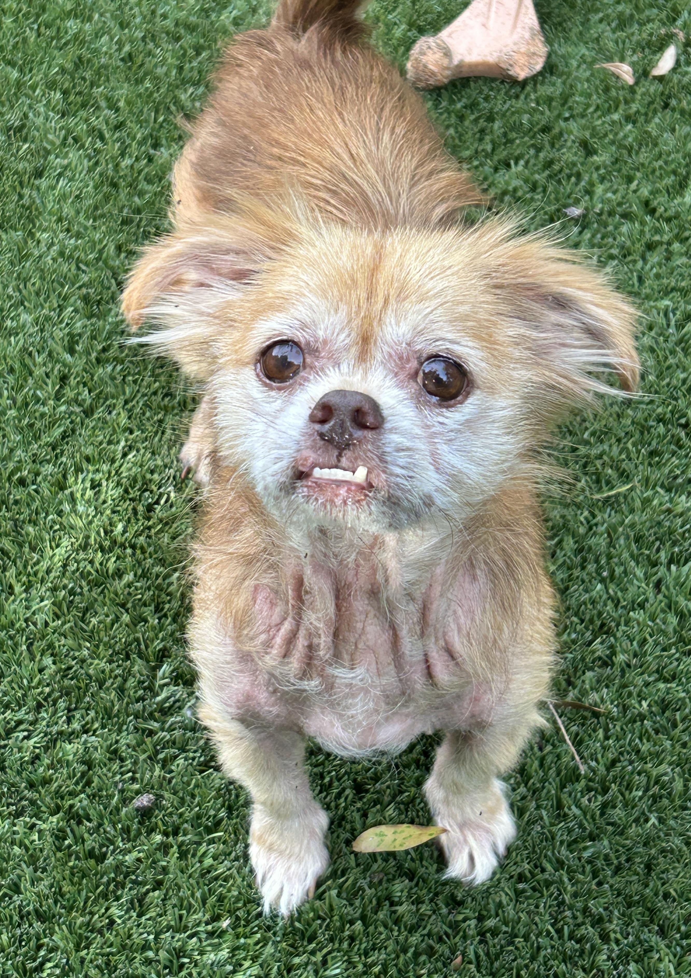 Bailey, a ADOPTABLE mixed breed in Sarasota, FL image 2/3