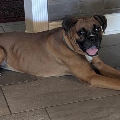 Gus Boxer Dog