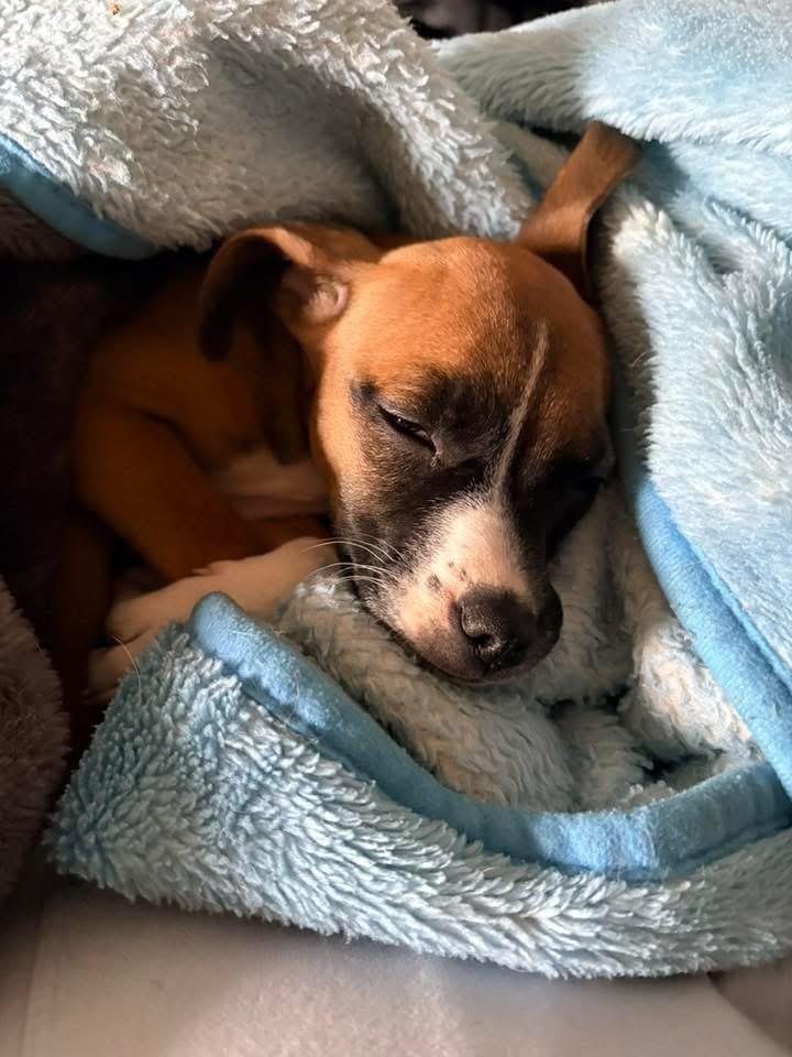 Vixen, a Adoptable mixed breed in Bristol, WI image 1/6