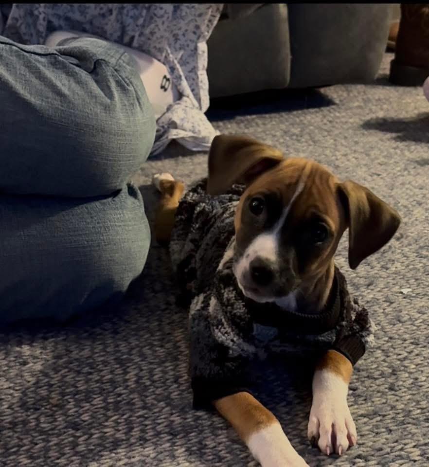 Vixen, a Adoptable mixed breed in Bristol, WI image 2/6