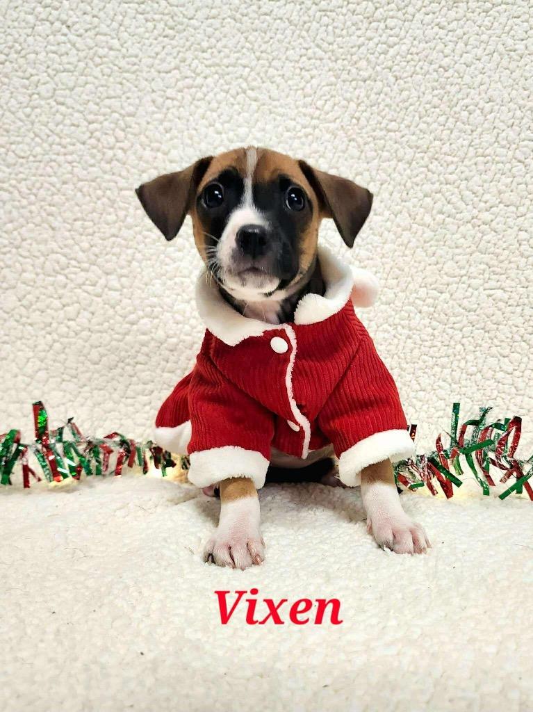 Vixen, a Adoptable mixed breed in Bristol, WI image 3/6