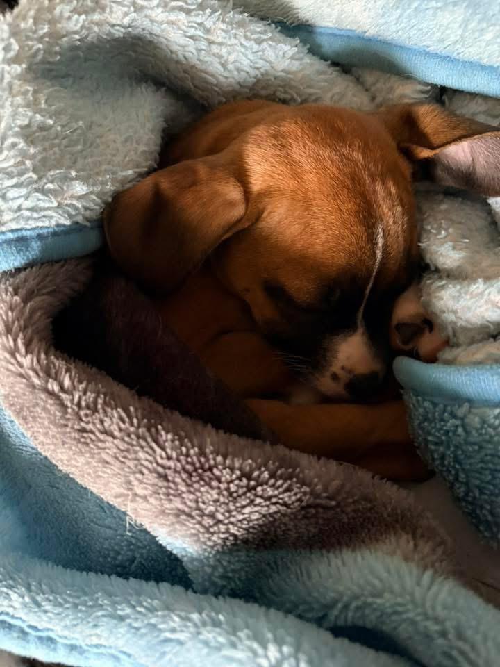 Vixen, a Adoptable mixed breed in Bristol, WI image 4/6