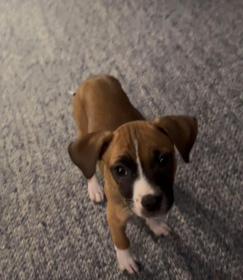 Vixen, a Adoptable mixed breed in Bristol, WI image 5/6