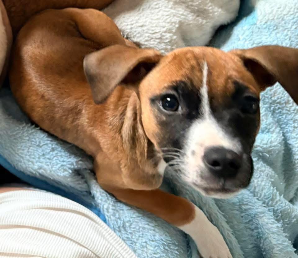 Vixen, a Adoptable mixed breed in Bristol, WI image 6/6