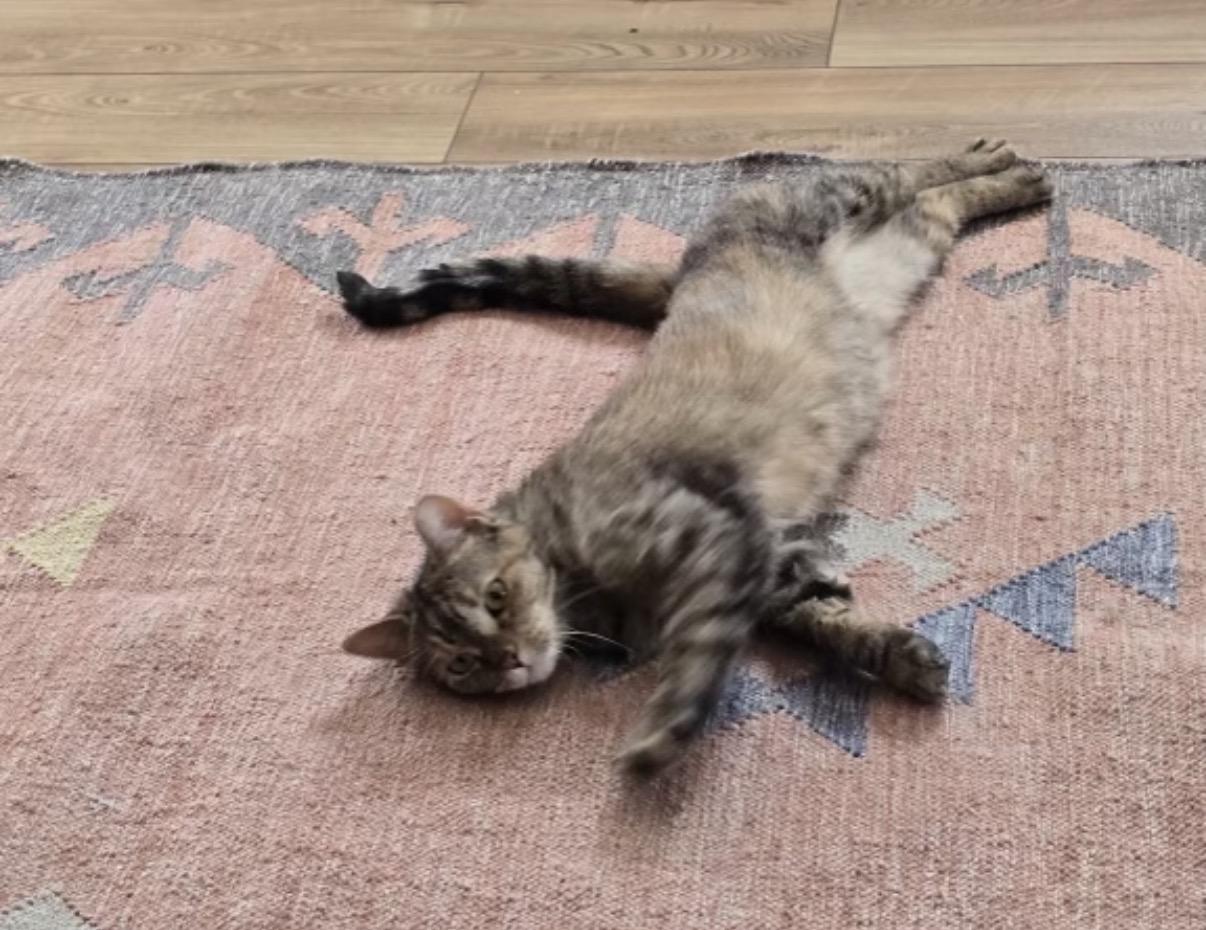 Suzette, Adoptable, Adult Female Domestic Short Hair.