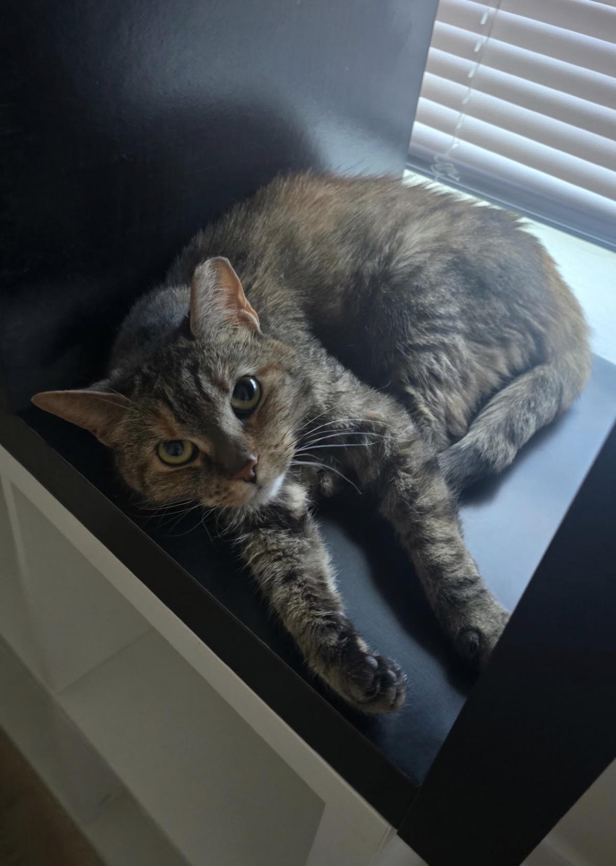 Enlarge Suzette, a Adoptable Domestic Short Hair in Philadelphia, PA image 2/4