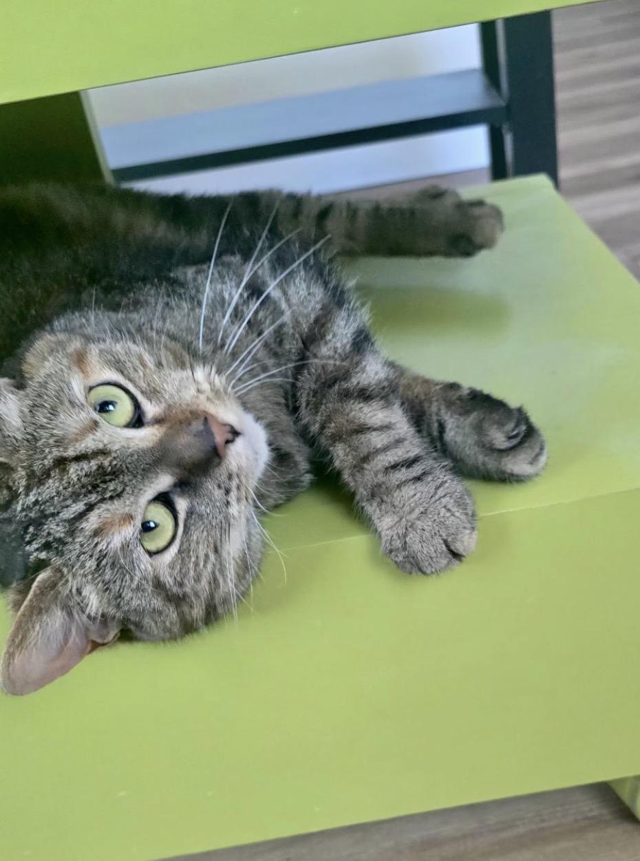 Enlarge Suzette, a Adoptable Domestic Short Hair in Philadelphia, PA image 3/4