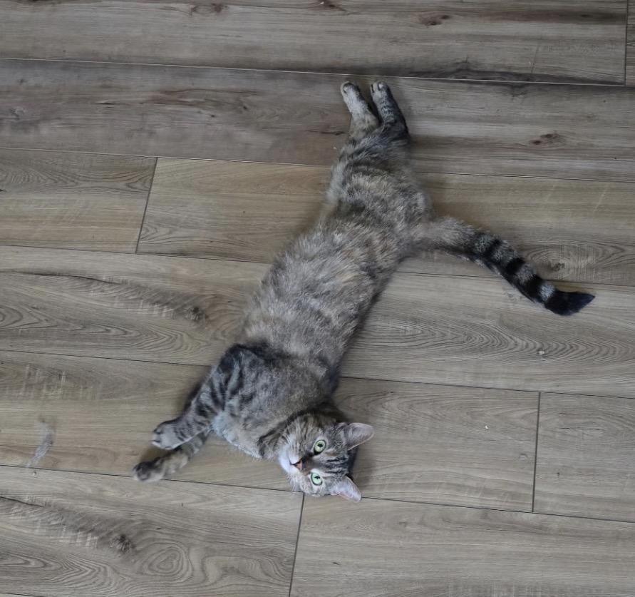 Enlarge Suzette, a Adoptable Domestic Short Hair in Philadelphia, PA image 4/4