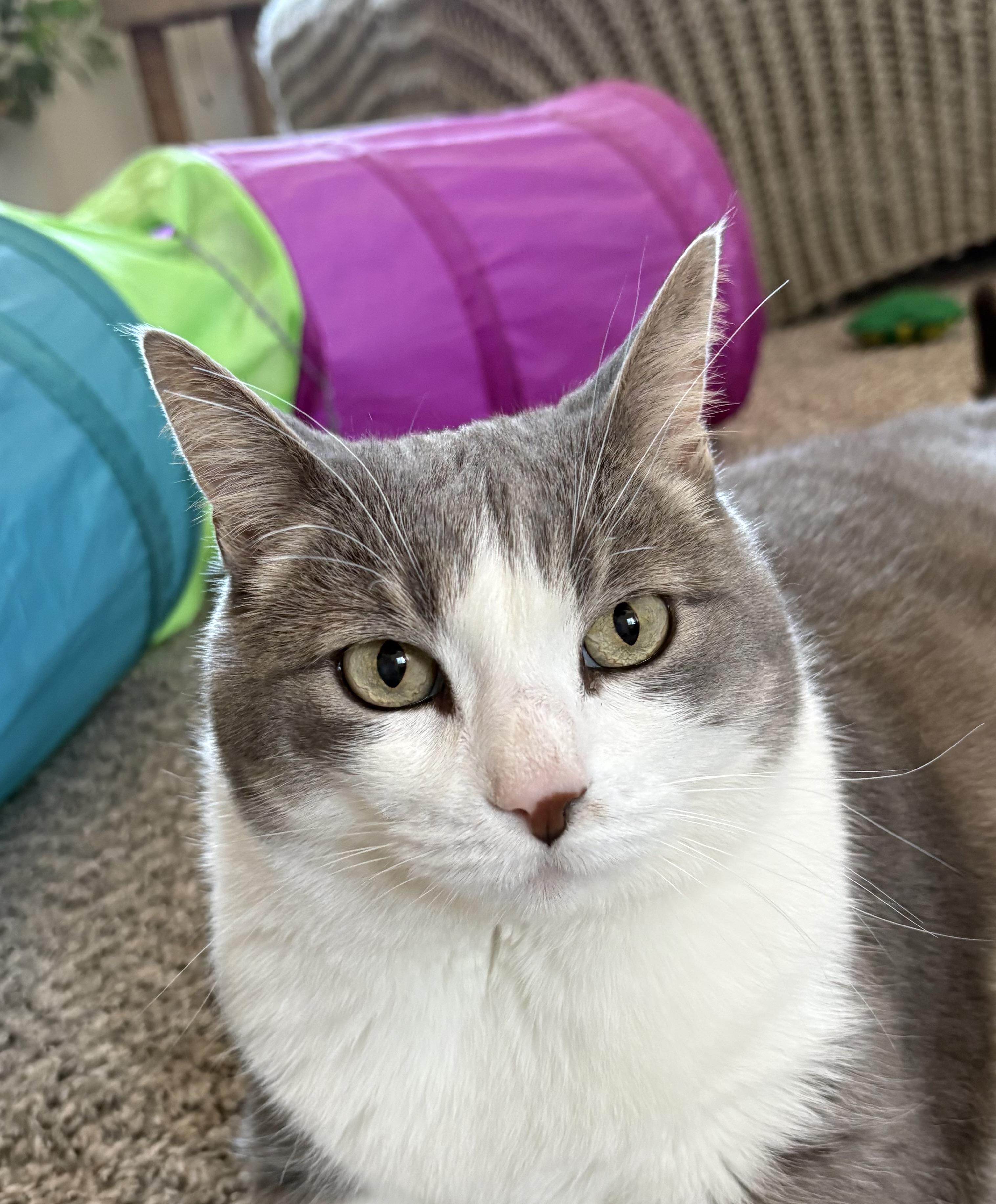 Marcello, Adoptable, Senior Male Domestic Short Hair.