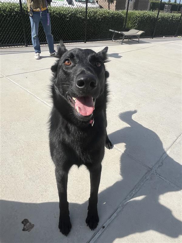Orbit, Adopted, Adult Male Mixed Breed.