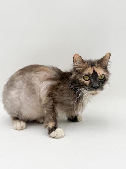 Enlarge Gracie, a Adoptable mixed breed in Bowling Green, KY image 2/3