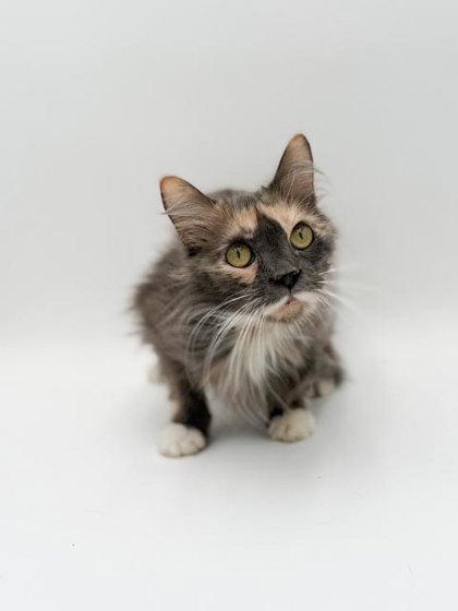 Enlarge Gracie, a Adoptable mixed breed in Bowling Green, KY image 3/3