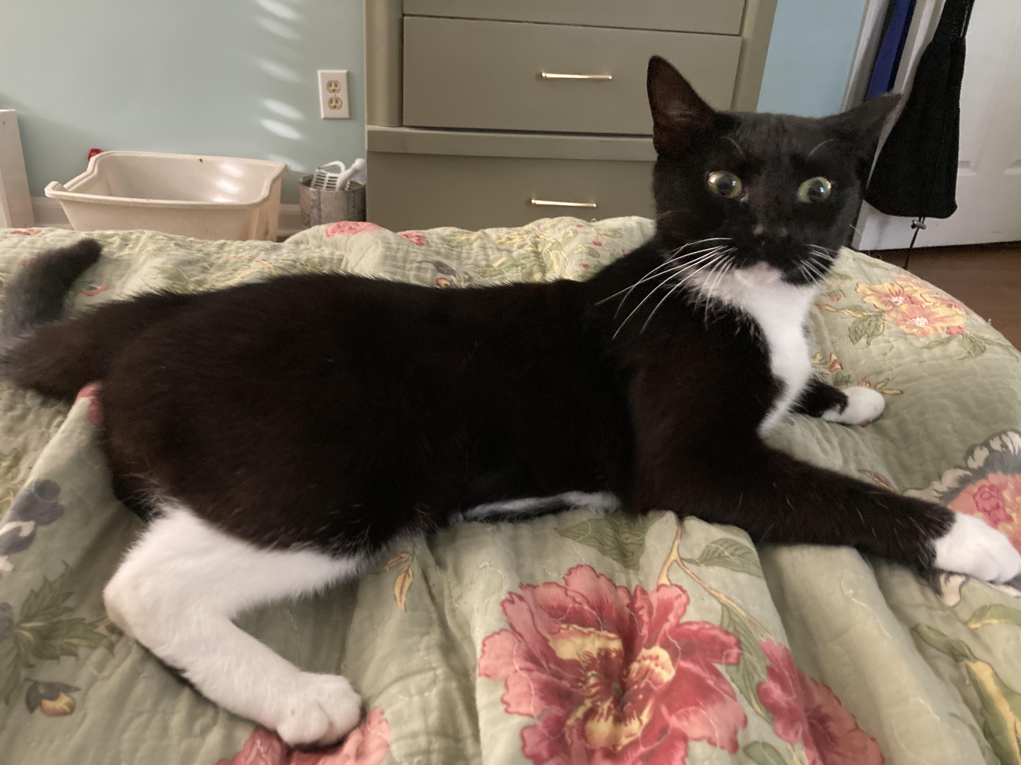 Mystic, ADOPTABLE, Adult Female Domestic Short Hair.