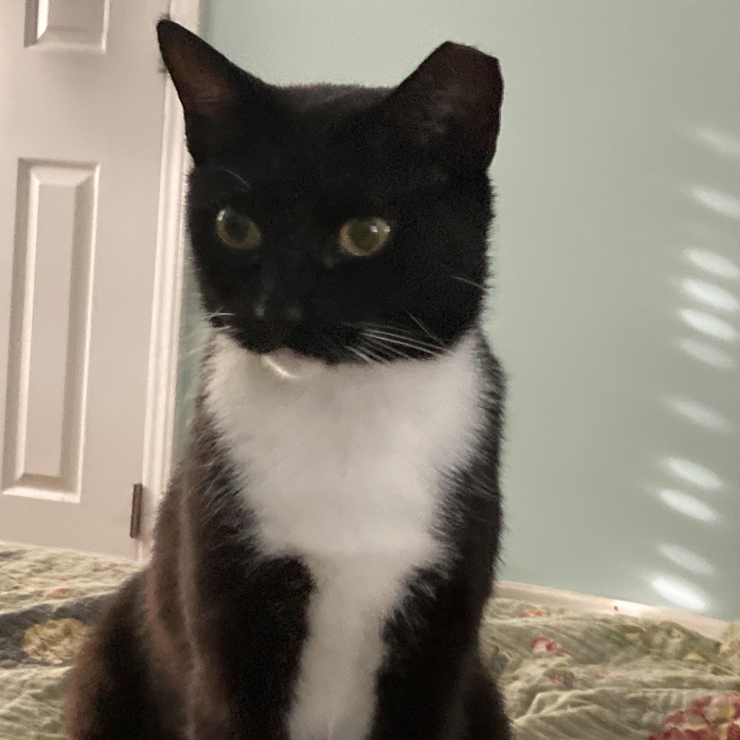 Mystic, a ADOPTABLE Domestic Short Hair in Greensboro, NC image 2/2