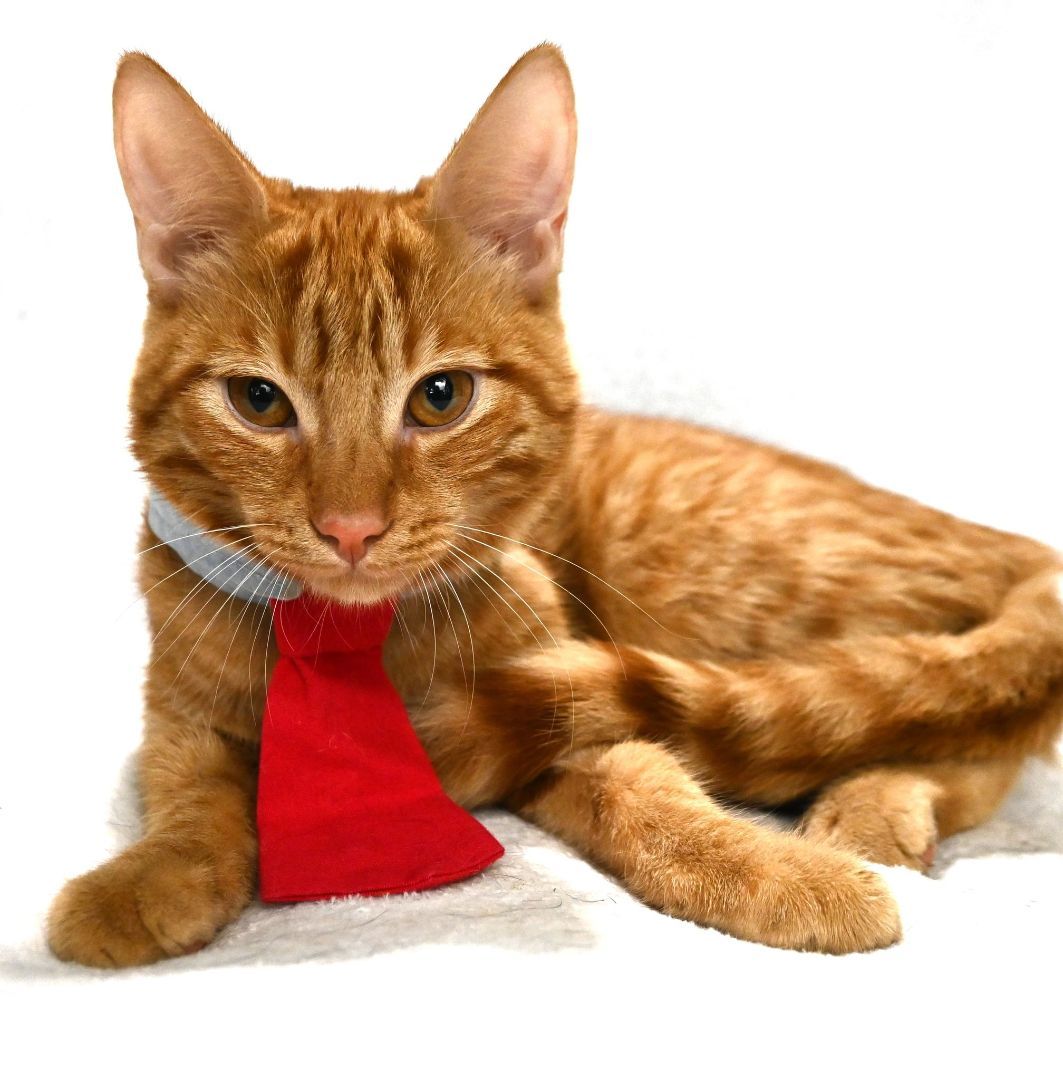 Teddy, Adopted, Kitten Male Domestic Short Hair.