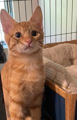 Teddy, a Adopted Domestic Short Hair in Dauphin island, AL image 2/7