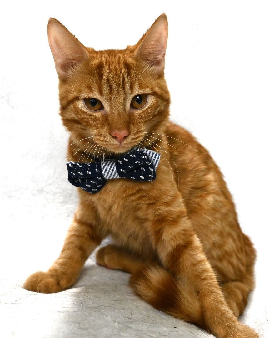 Teddy, a Adopted Domestic Short Hair in Dauphin island, AL image 4/7