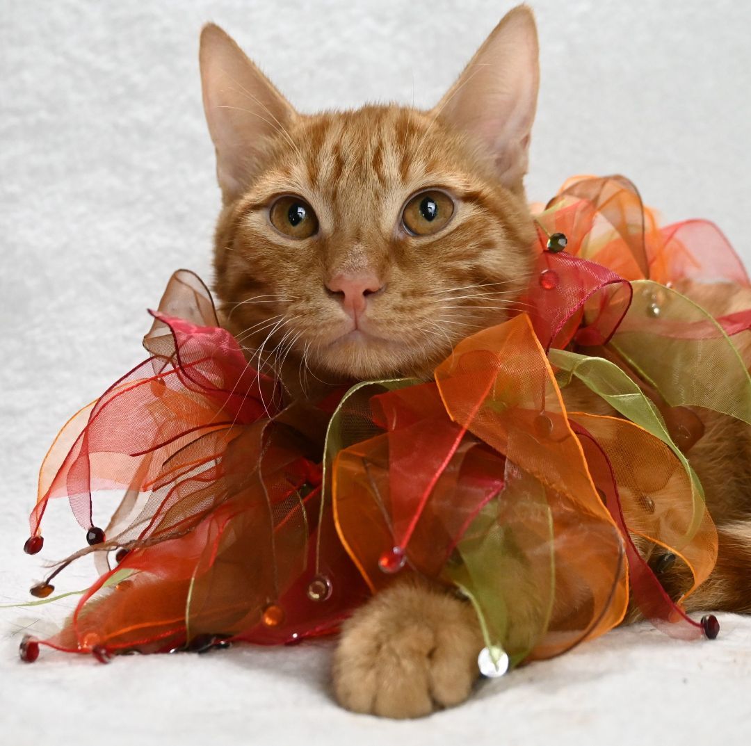 Teddy, a Adopted Domestic Short Hair in Dauphin island, AL image 5/7