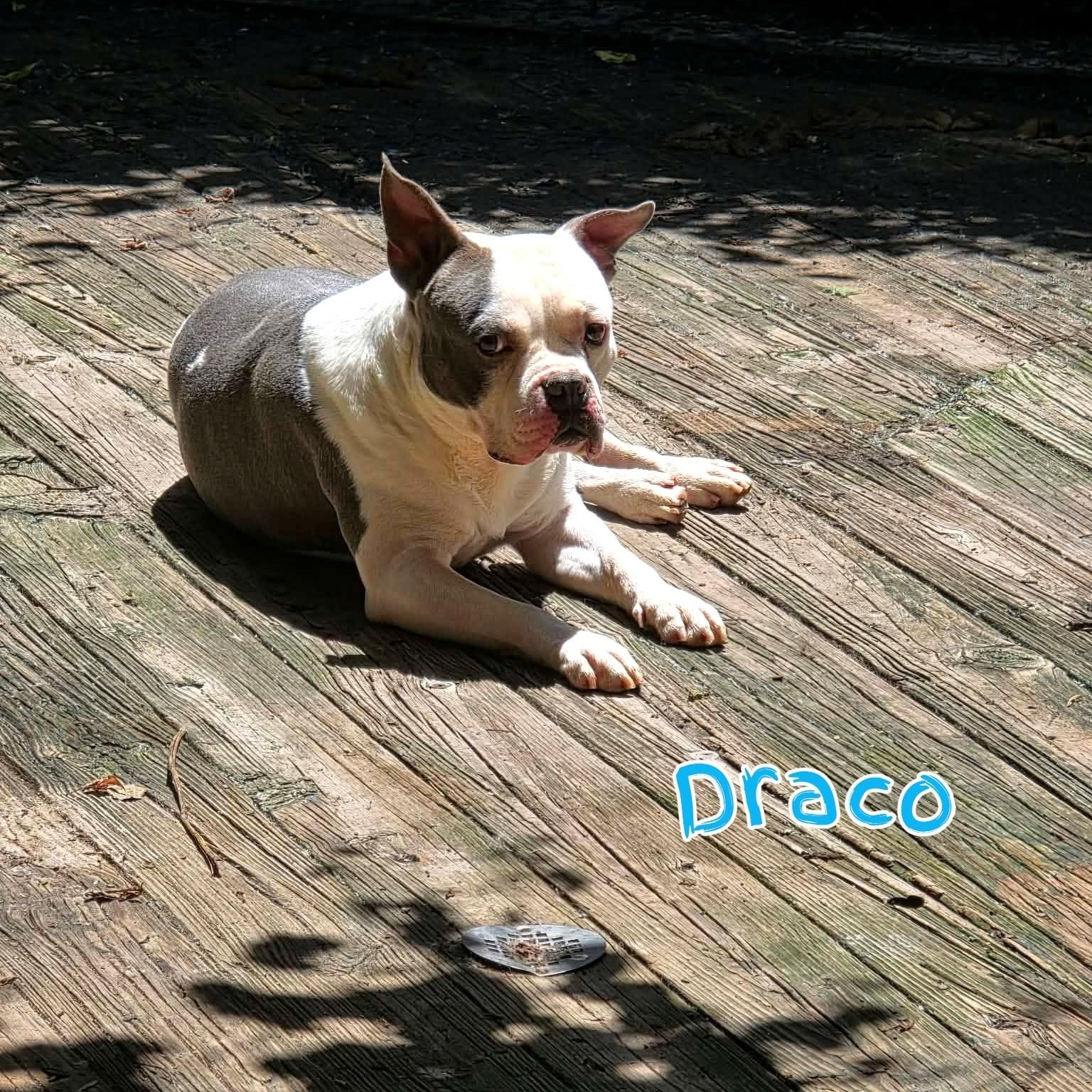 Draco, ADOPTABLE, Young Male American Bully & French Bulldog.