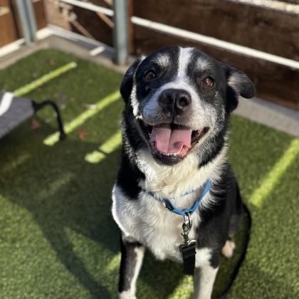 Enlarge Ralphie, a Adoptable mixed breed in Merriam, KS image 1/3
