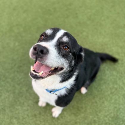 Enlarge Ralphie, a Adoptable mixed breed in Merriam, KS image 2/3