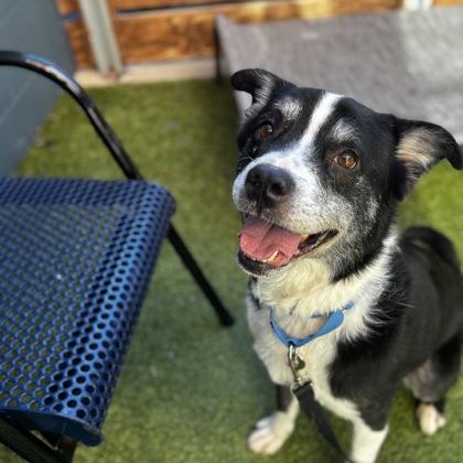 Enlarge Ralphie, a Adoptable mixed breed in Merriam, KS image 3/3