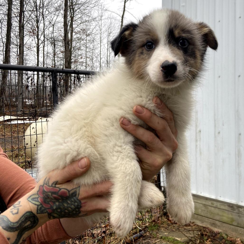 Enlarge Snowball, a Adoptable mixed breed in Southington, OH image 1/2