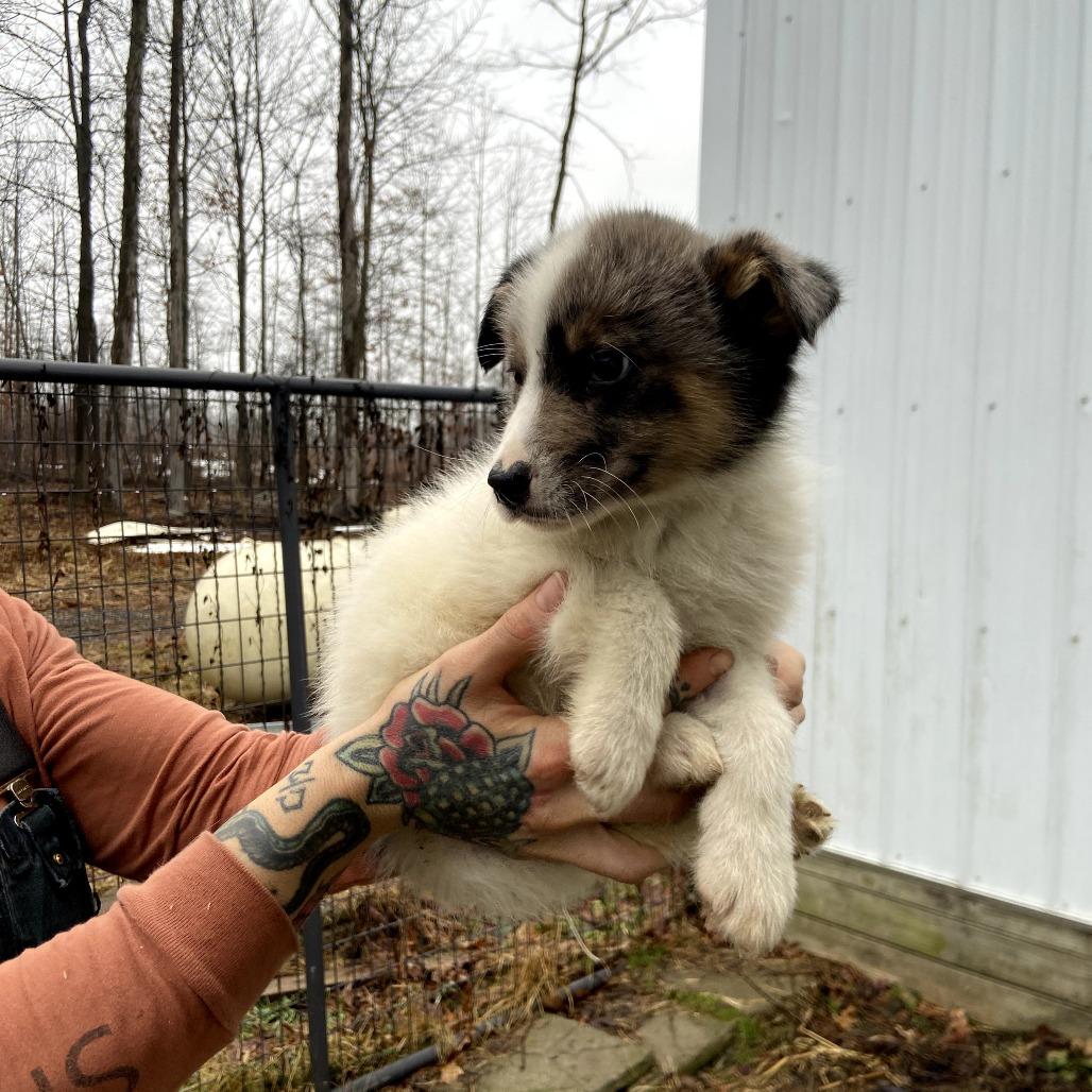 Enlarge Snowball, a Adoptable mixed breed in Southington, OH image 2/2