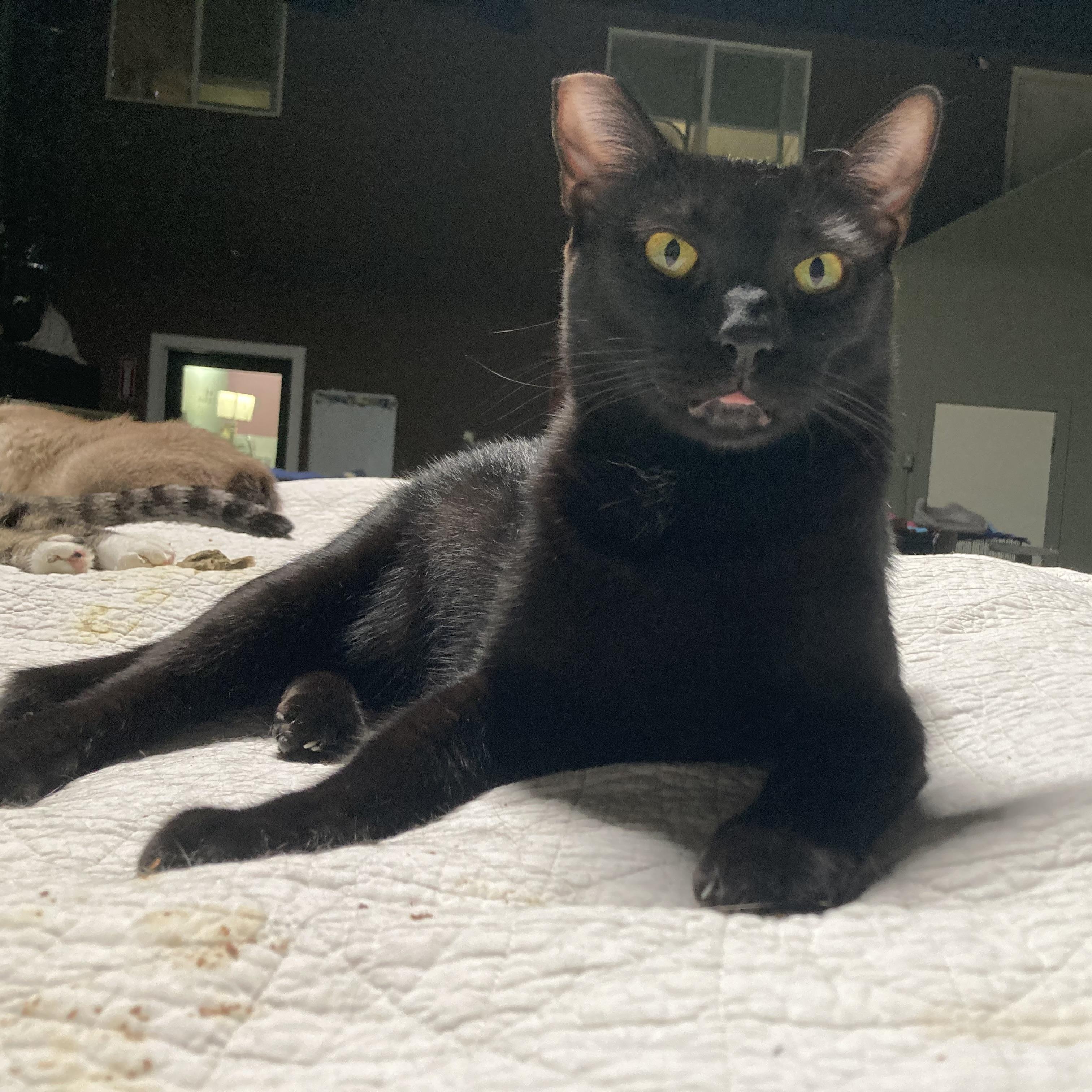 Wayne Wade, Adoptable, Adult Male Bombay.