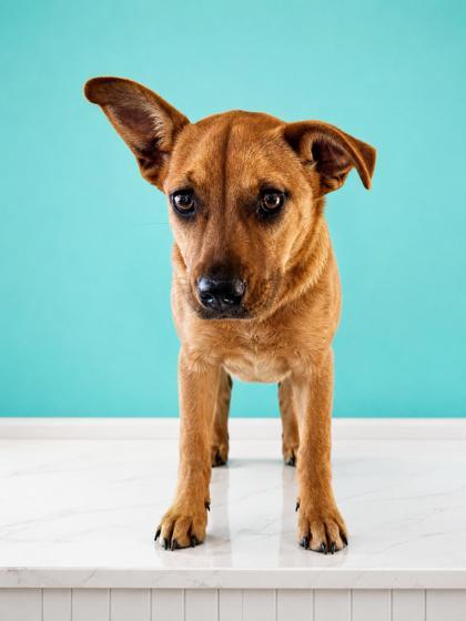 Enlarge Prairie, a Adoptable mixed breed in West Memphis, AR image 1/1