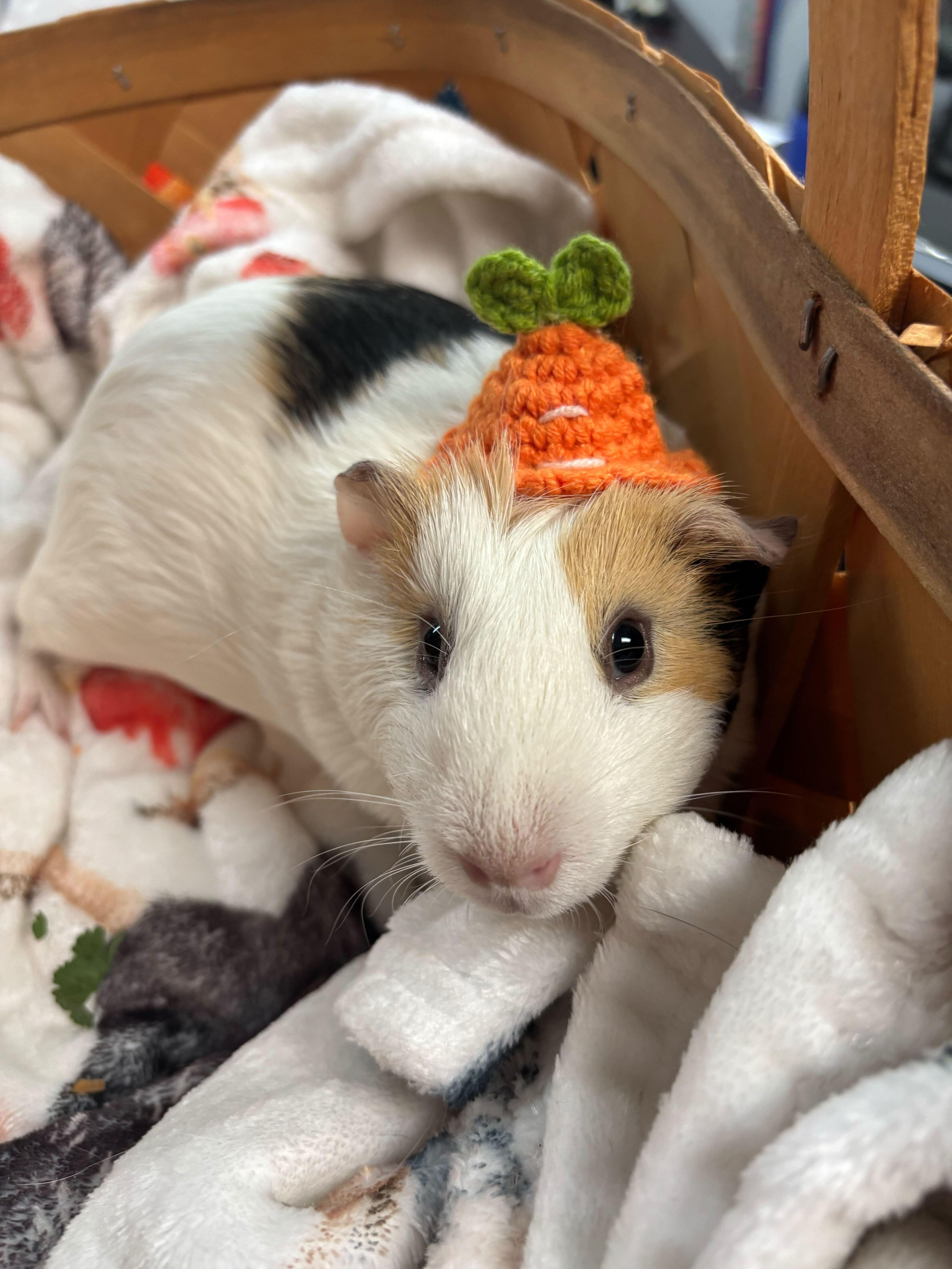 Enlarge Petunia, a Adoptable Guinea Pig in Manchester, NH image 1/2