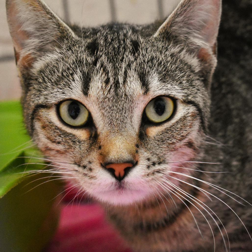 Fajita, a Adoptable Domestic Short Hair in Waynesboro, PA image 2/2
