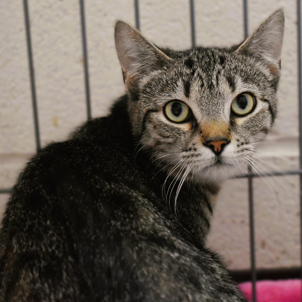 Fajita, Adoptable, Young Female Domestic Short Hair.
