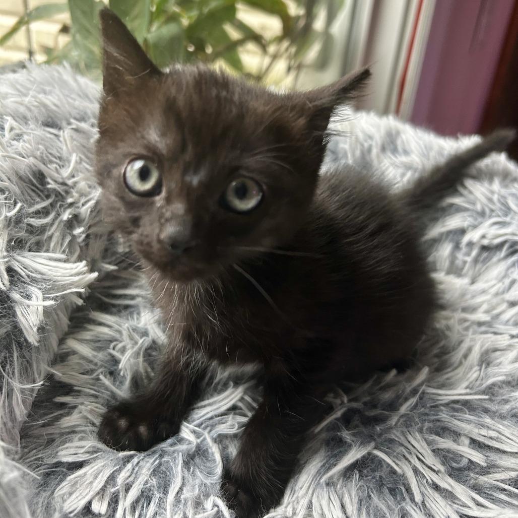 Rutabaga, Adoptable, Kitten Female Domestic Short Hair.