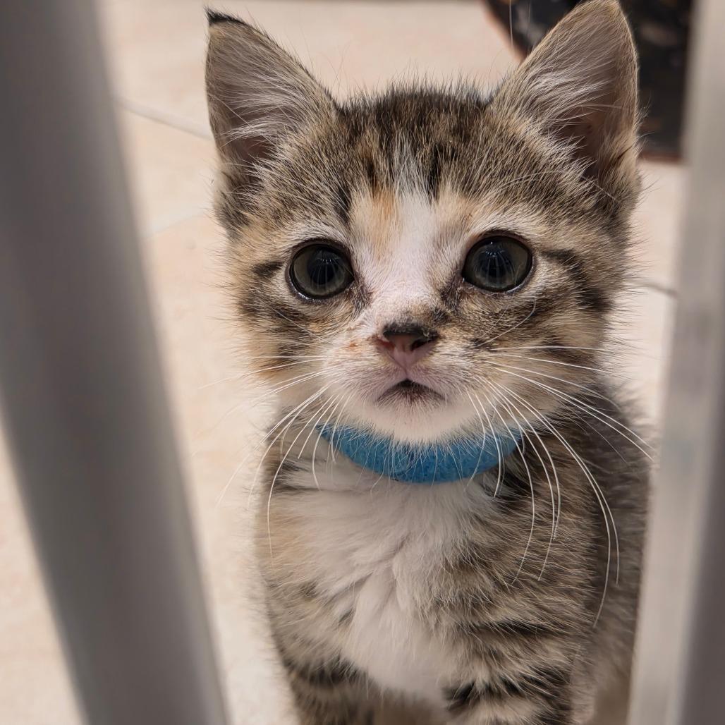 Enlarge Candy Paint - DR, a Adoptable Domestic Short Hair in Tallahassee, FL image 1/6
