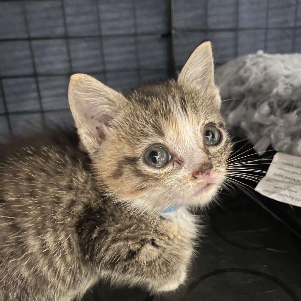 Enlarge Candy Paint - DR, a Adoptable Domestic Short Hair in Tallahassee, FL image 2/6